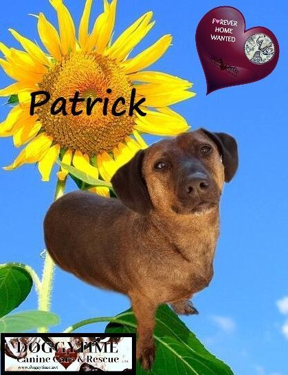 Patrick, a Adopted mixed breed in Warkworth, ON image 5/12