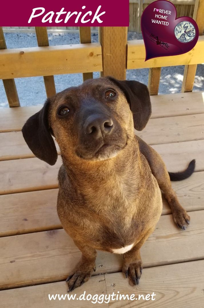 Patrick, a Adopted mixed breed in Warkworth, ON image 6/12