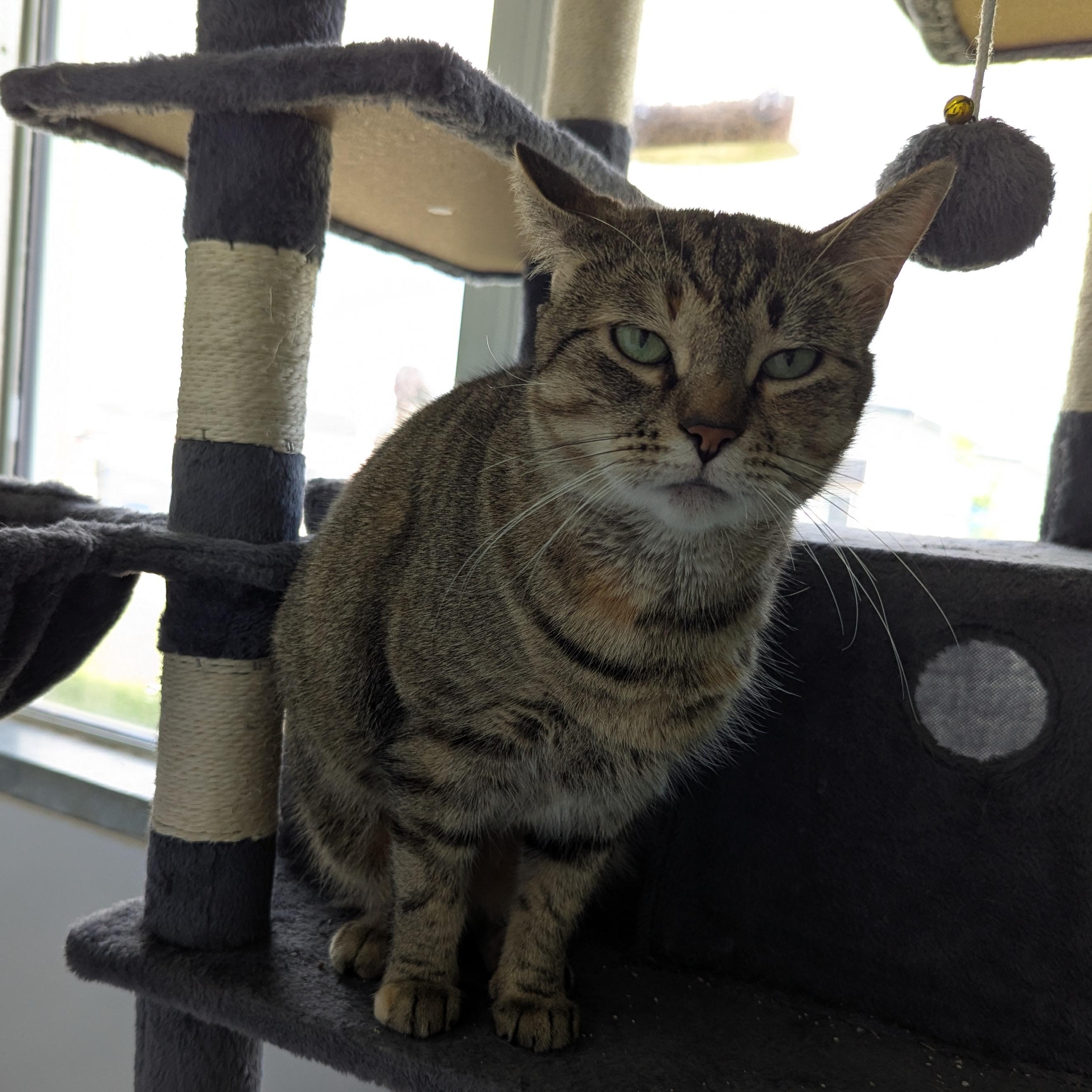 Gweib, a ADOPTABLE Domestic Short Hair in Morden, MB image 3/3