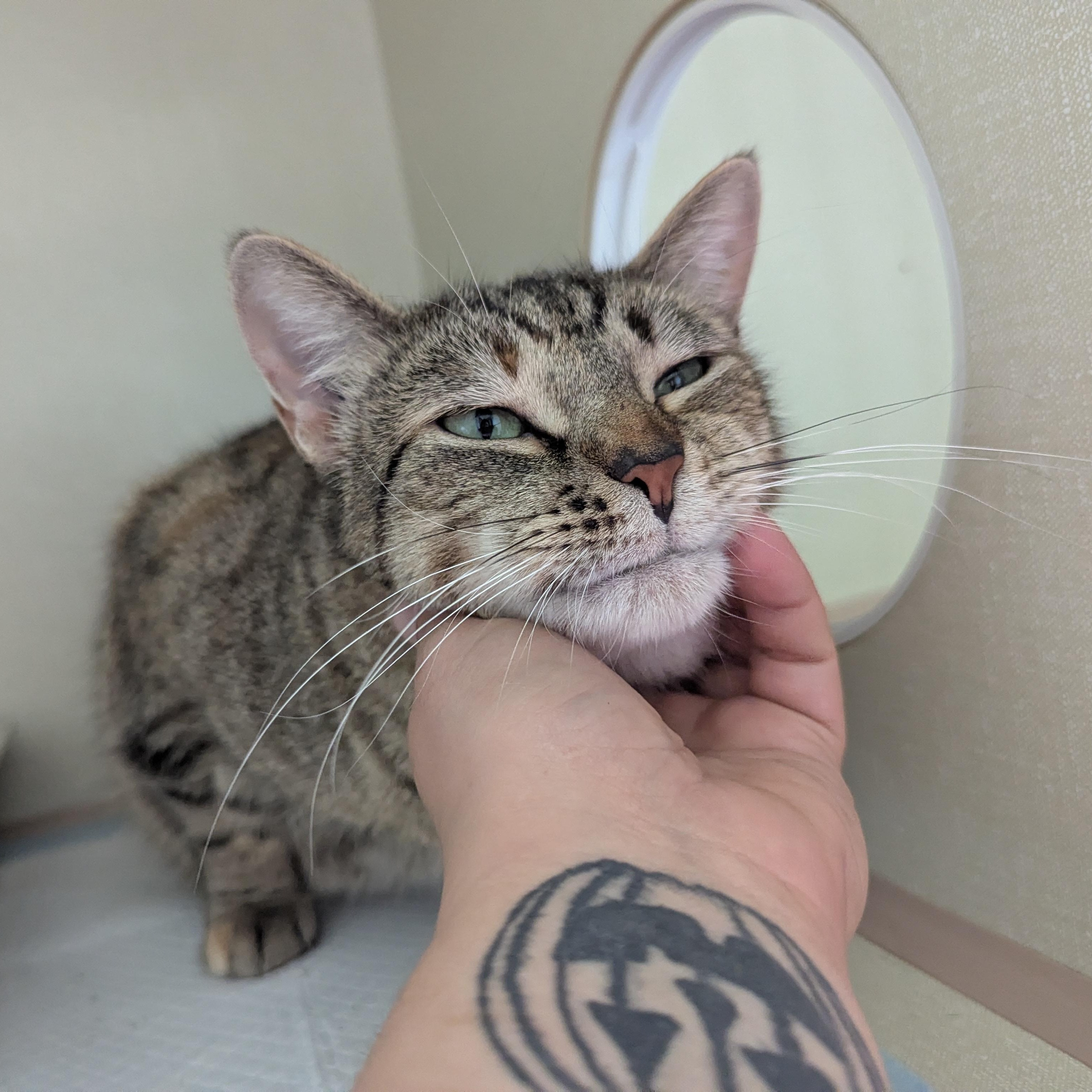 Gweib, a ADOPTABLE Domestic Short Hair in Morden, MB image 1/3