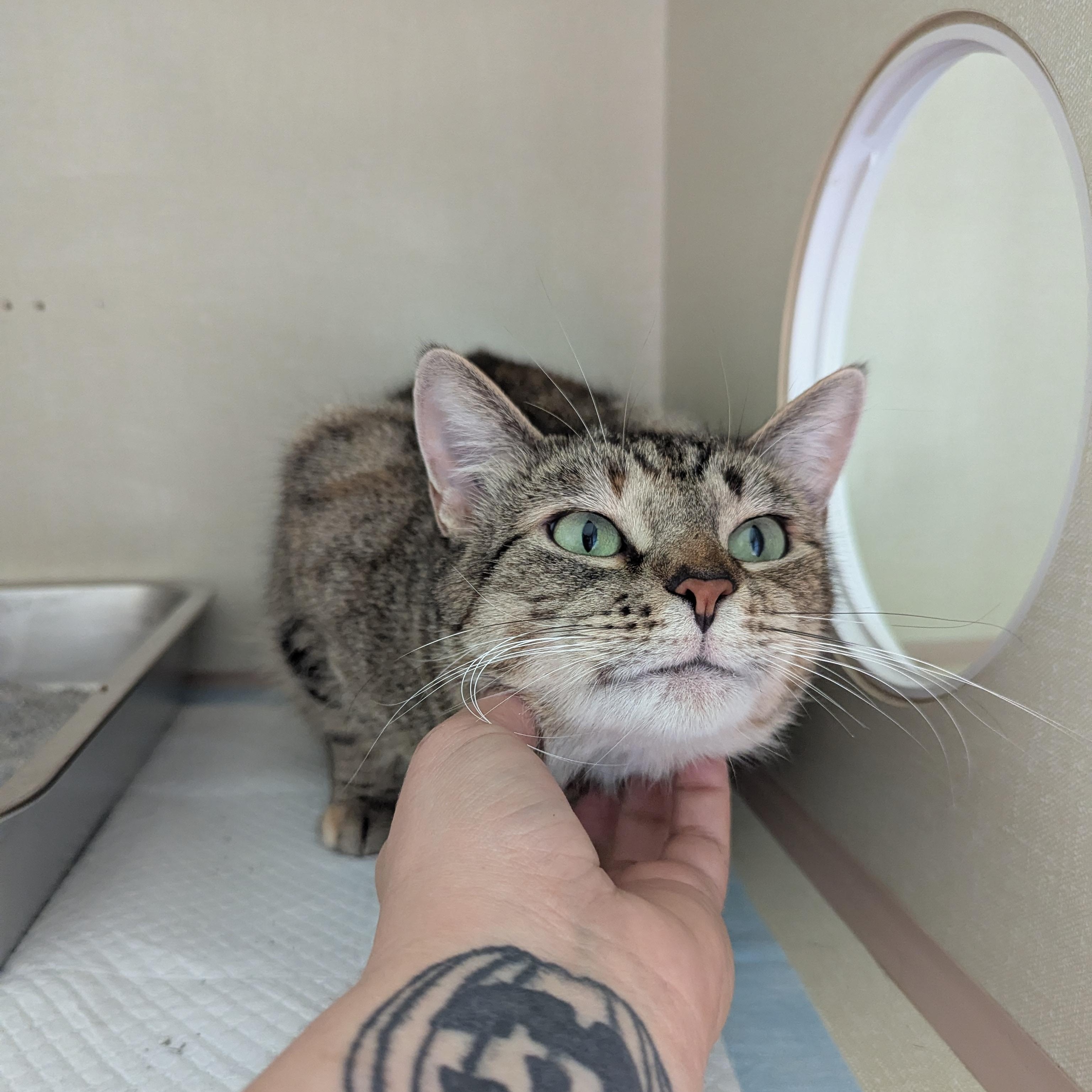 Gweib, a ADOPTABLE Domestic Short Hair in Morden, MB image 2/3