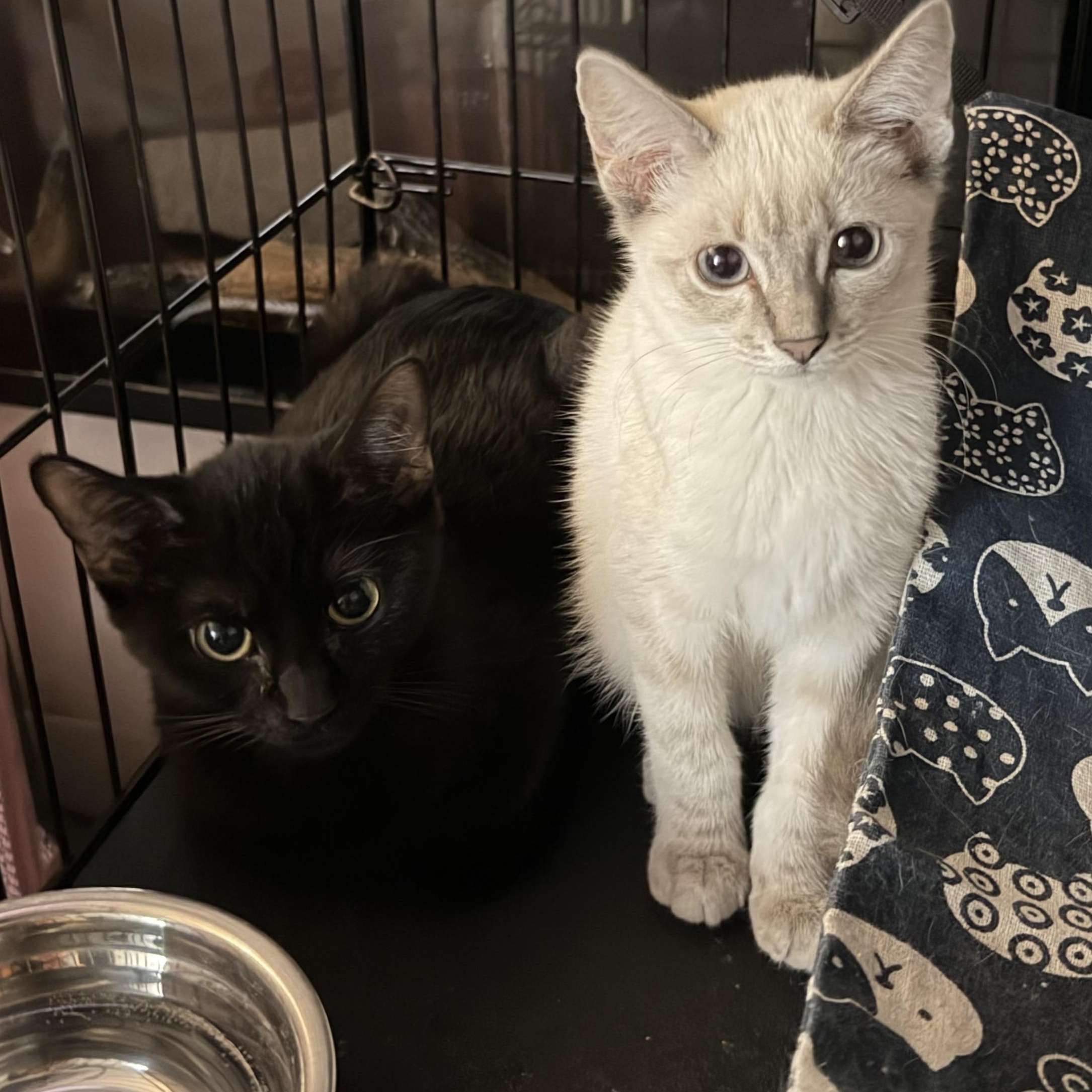 Enlarge Kermit, a Adopted Domestic Short Hair in Tulsa, OK image 3/5