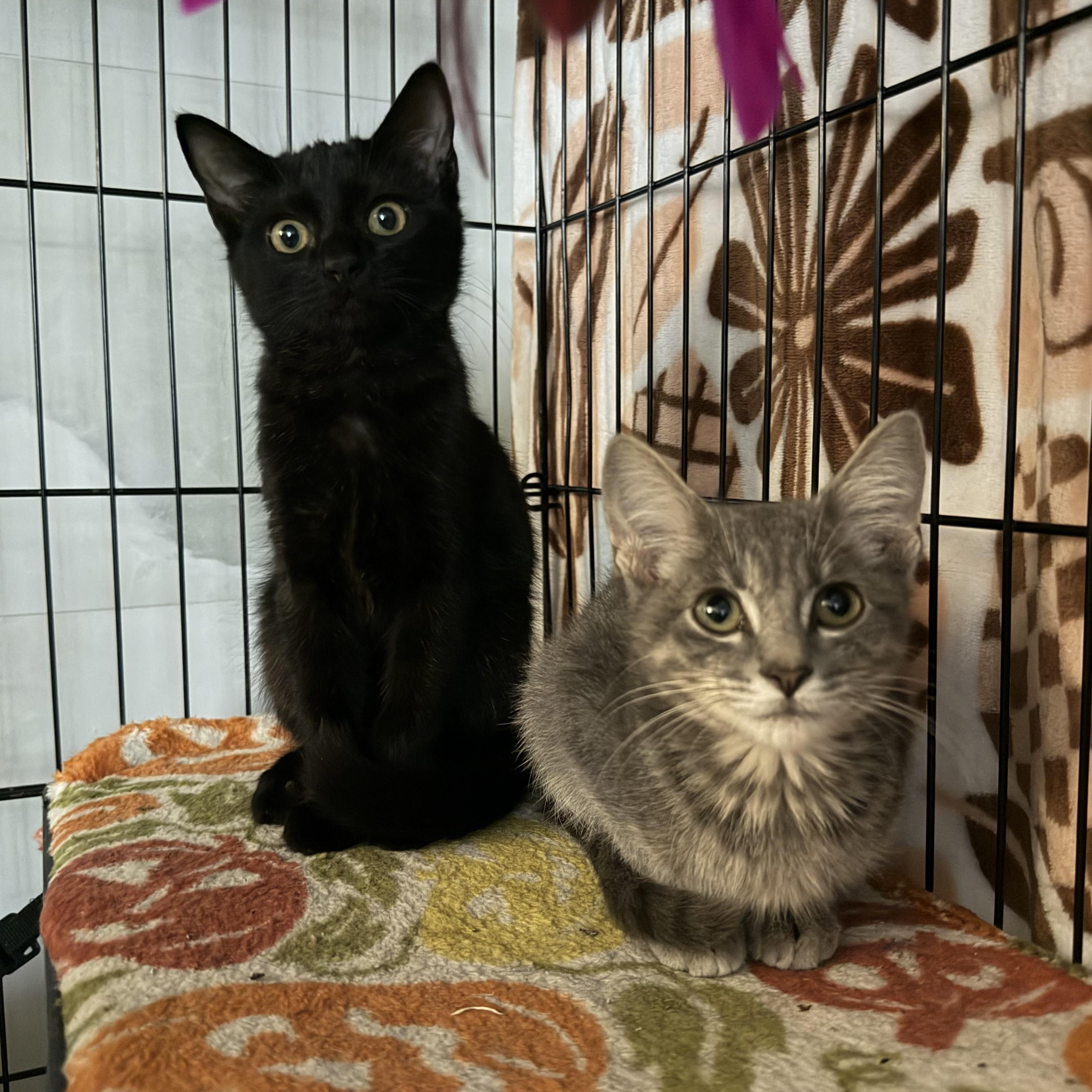Enlarge Kermit, a Adopted Domestic Short Hair in Tulsa, OK image 2/5