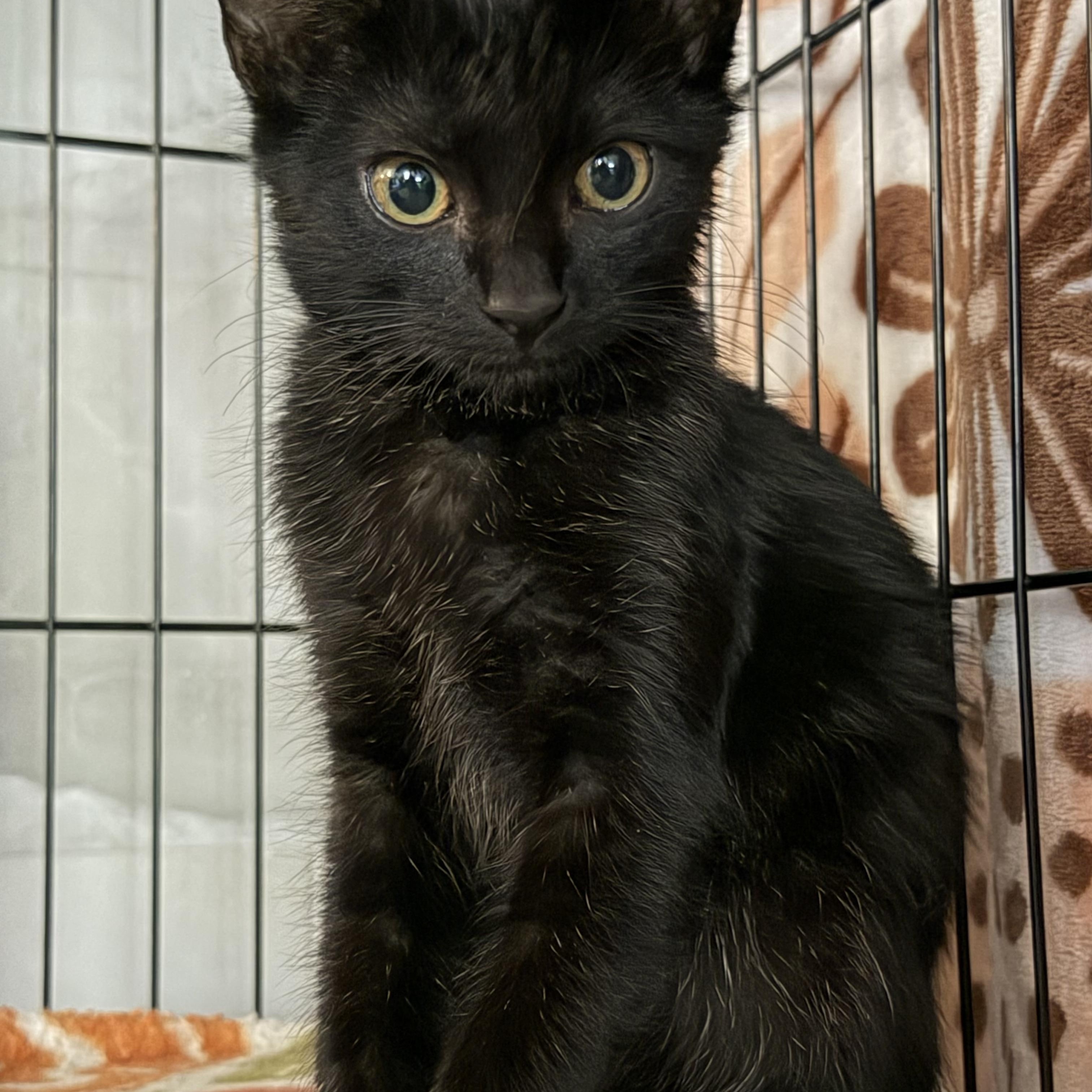 Enlarge Kermit, a Adopted Domestic Short Hair in Tulsa, OK image 4/5