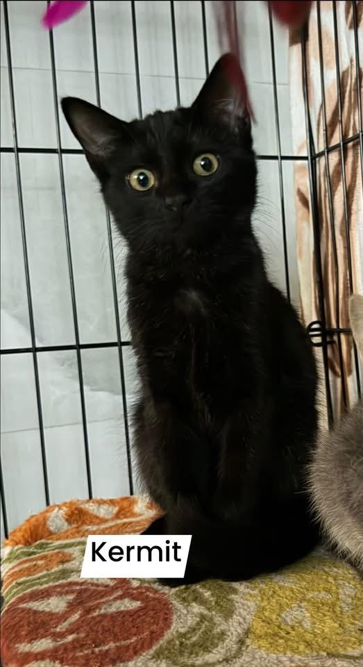 Kermit, Adopted, Kitten Male Domestic Short Hair.