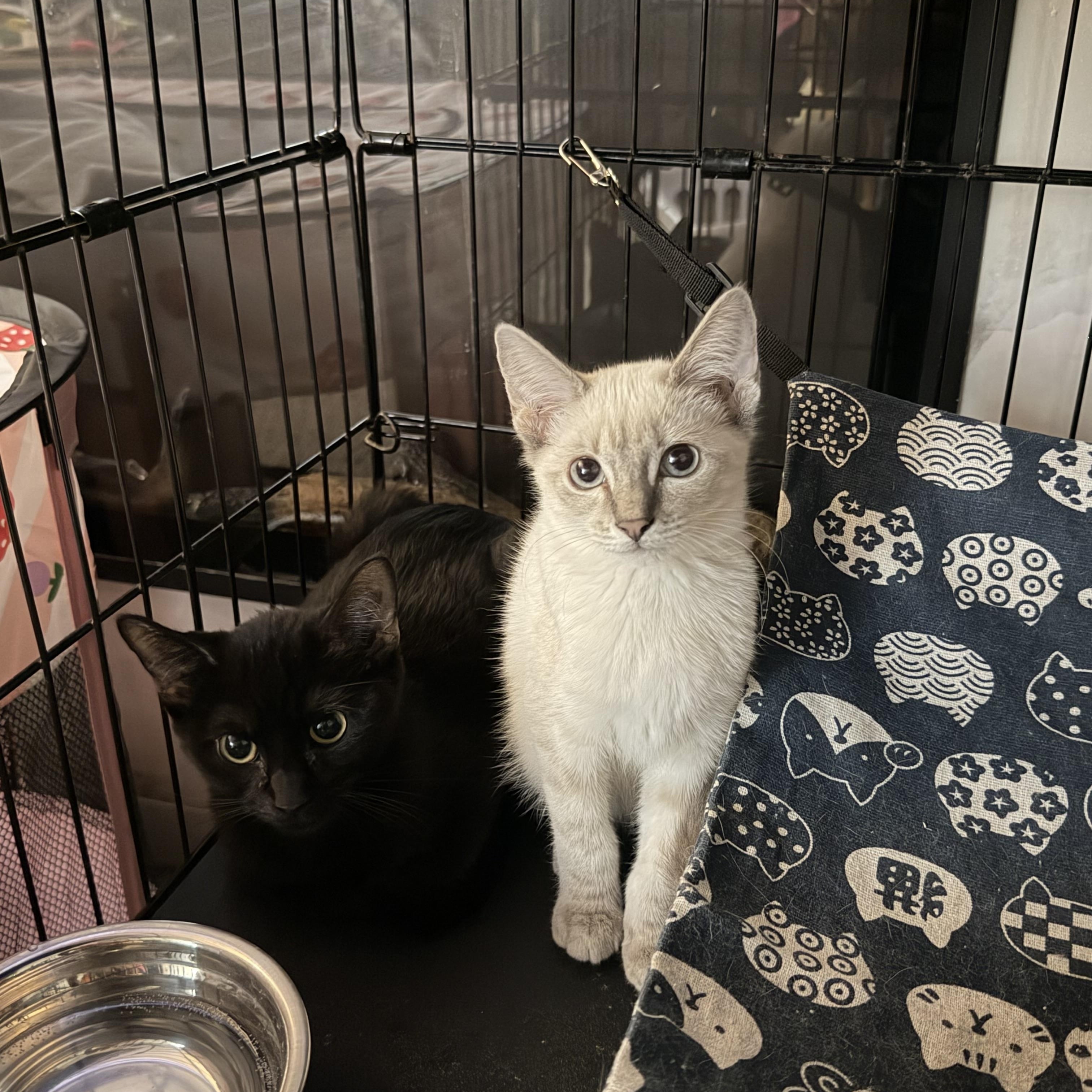 Enlarge Kermit, a Adopted Domestic Short Hair in Tulsa, OK image 5/5