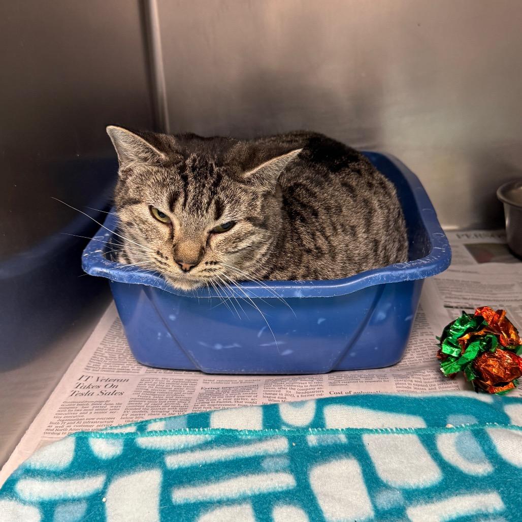 Marla, Adoptable, Adult Female Domestic Short Hair.