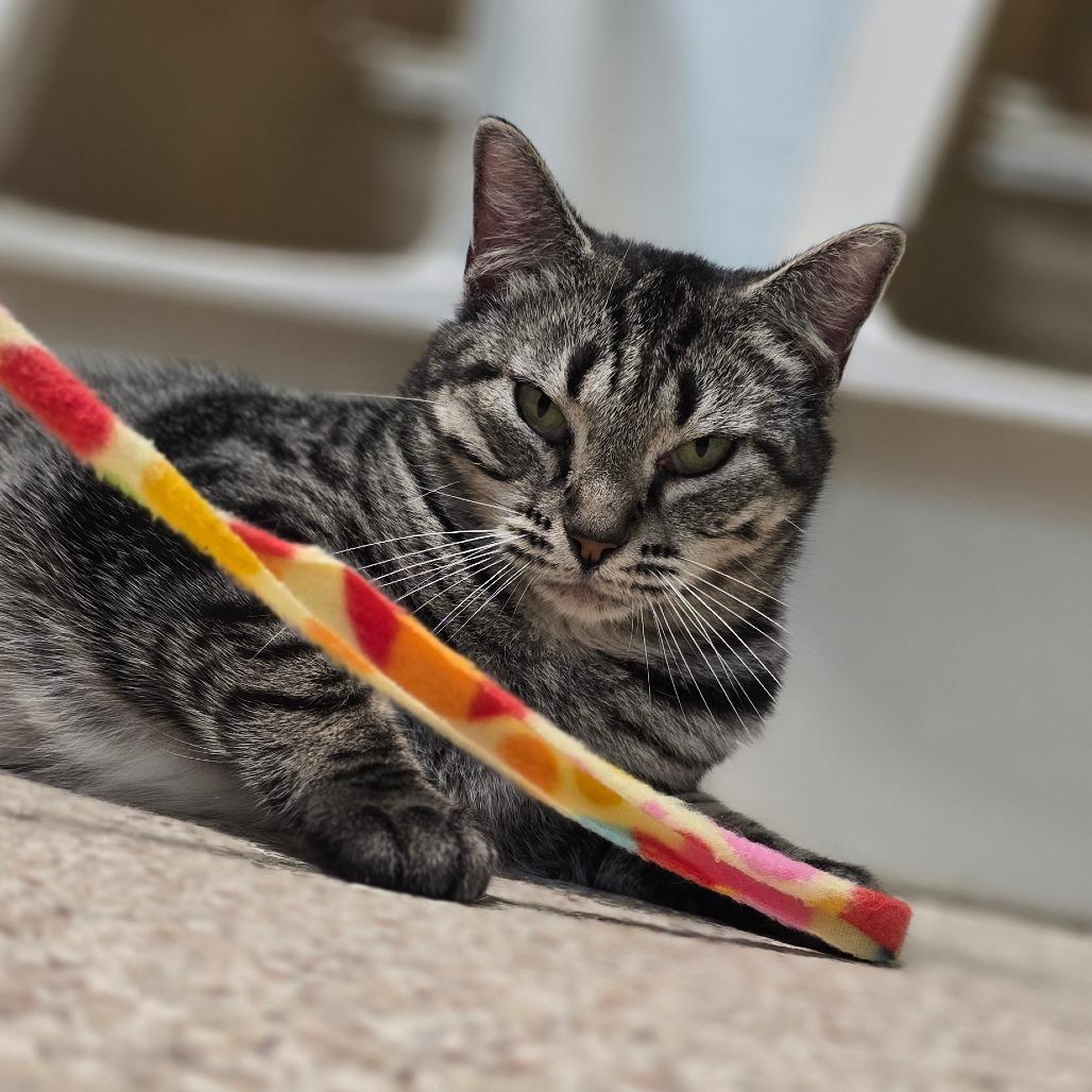 Marla, Adoptable, Adult Female Domestic Short Hair.