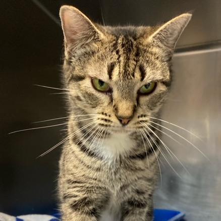 Enlarge Marla, a Adoptable Domestic Short Hair in Newport, NC image 2/6