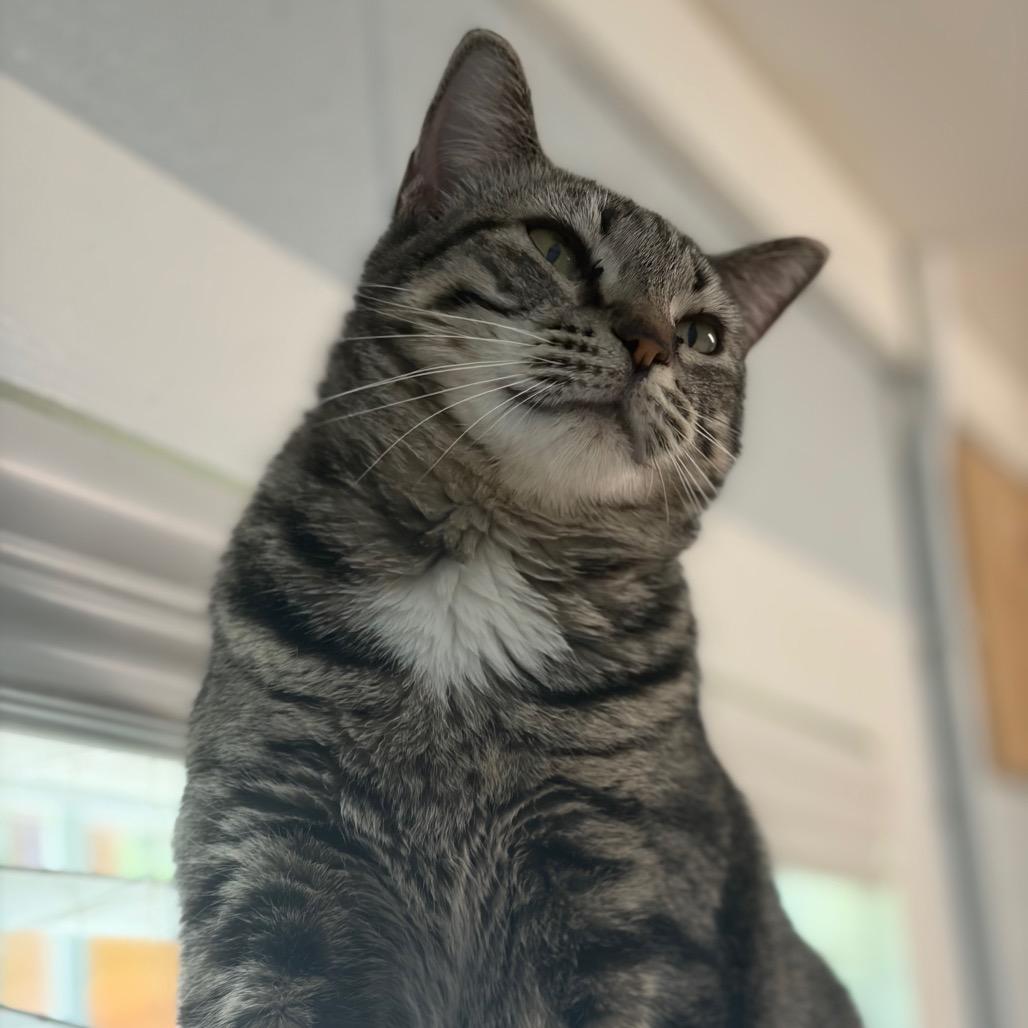 Marla, Adoptable, Adult Female Domestic Short Hair.