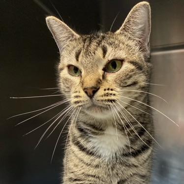 Enlarge Marla, a Adoptable Domestic Short Hair in Newport, NC image 3/6