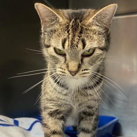 Enlarge Marla, a Adoptable Domestic Short Hair in Newport, NC image 4/6