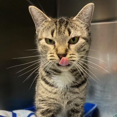 Enlarge Marla, a Adoptable Domestic Short Hair in Newport, NC image 5/6