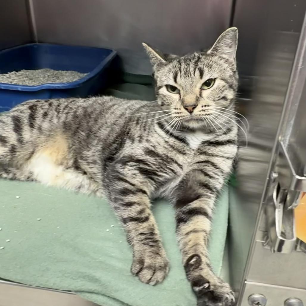 Enlarge Marla, a Adoptable Domestic Short Hair in Newport, NC image 6/6