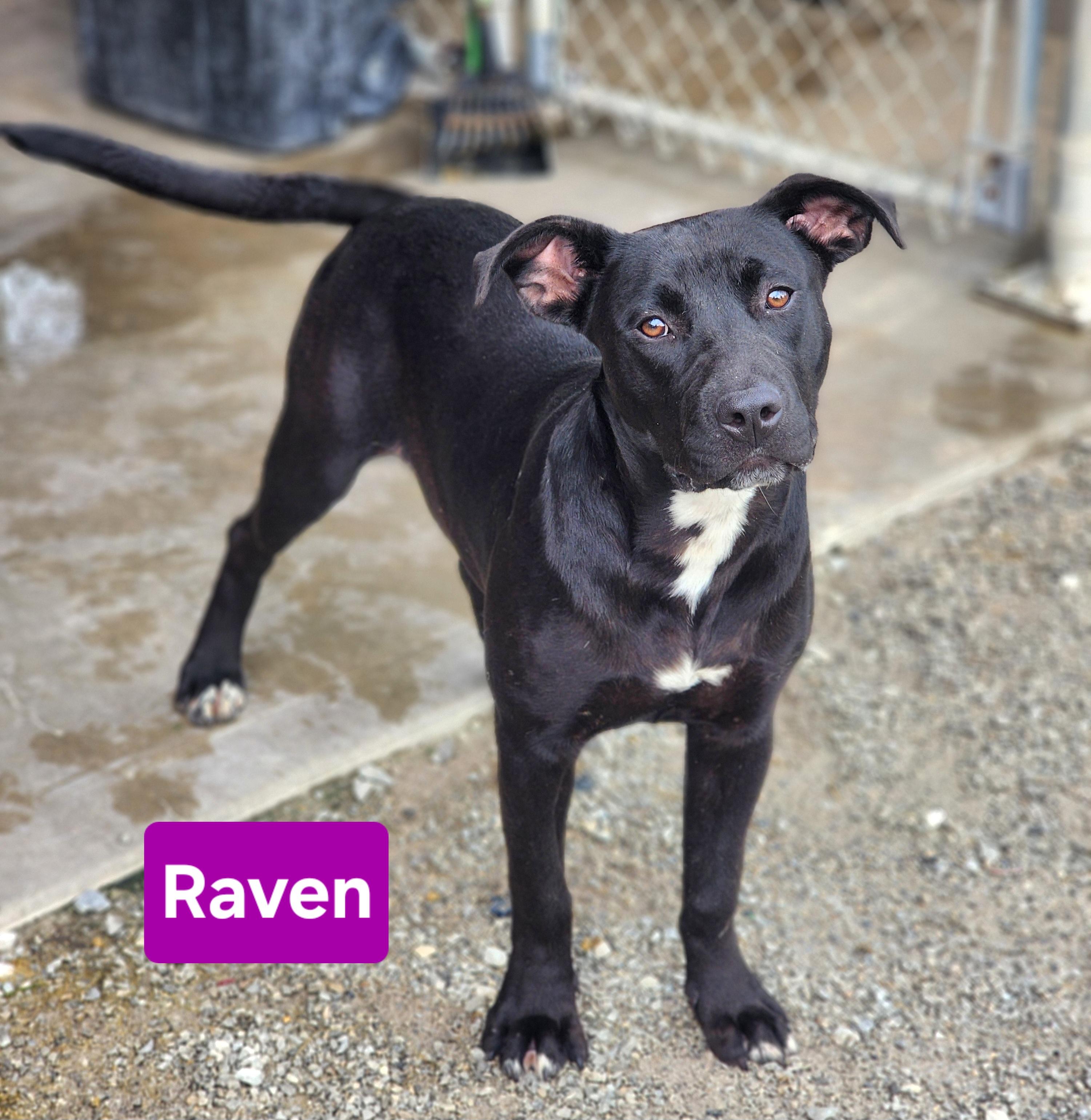 Raven, adopted, Puppy Female Black Labrador Retriever.