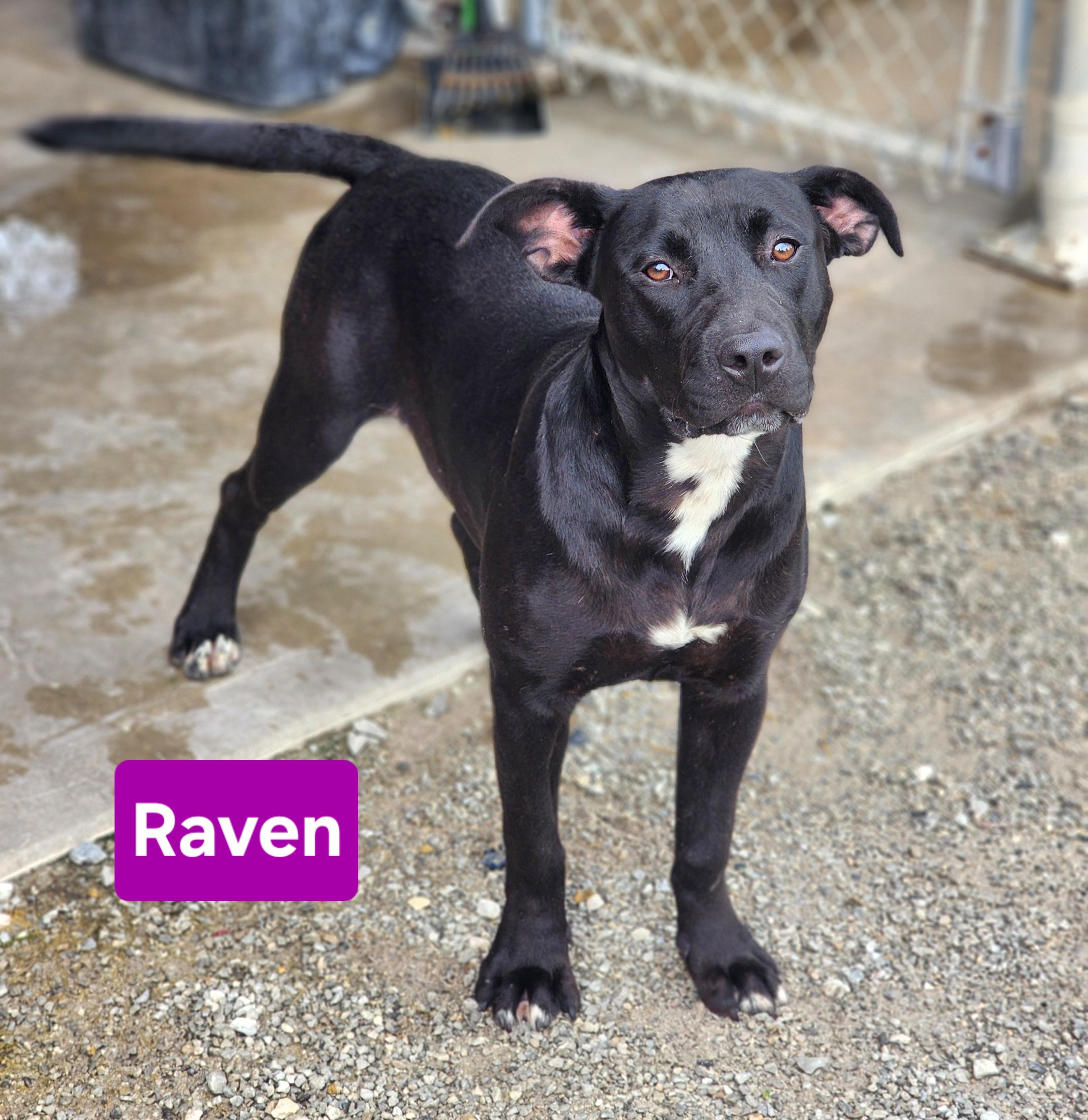 Enlarge Raven, an adopted mixed breed in Clinton, MO image 3/3