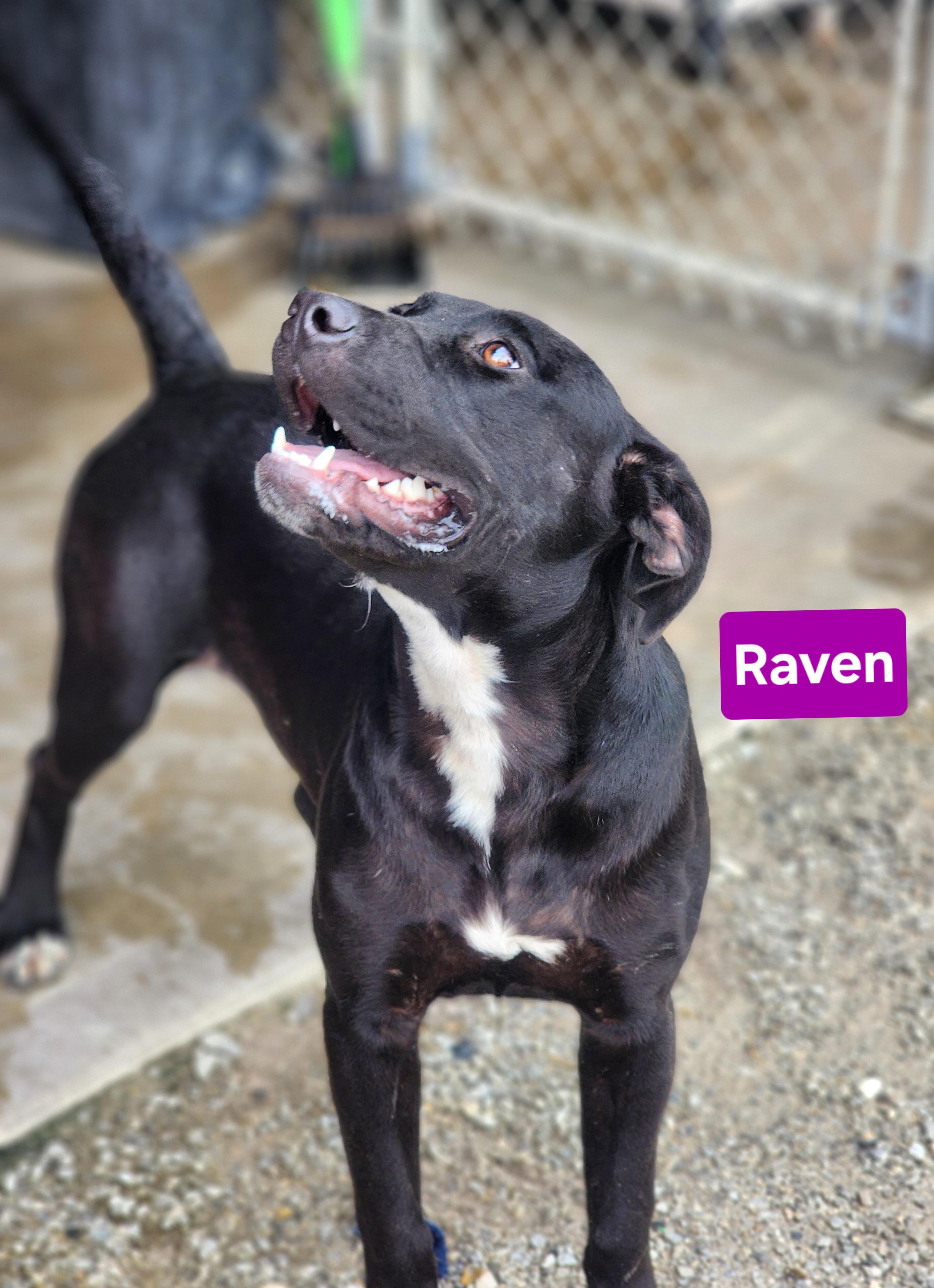 Enlarge Raven, an adopted mixed breed in Clinton, MO image 2/3