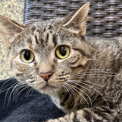 Pauline, Adoptable, Adult Female Domestic Short Hair & Domestic Short Hair.