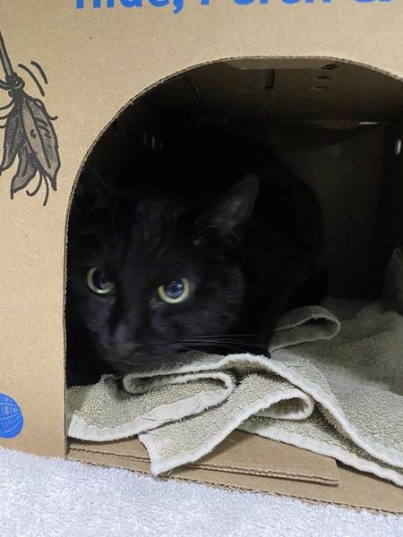 Merlin, Adoptable, Senior Male Domestic Short Hair.