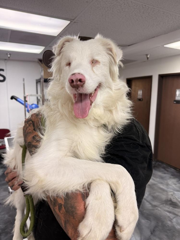 Gravy, Adoptable, Young Male Australian Shepherd.