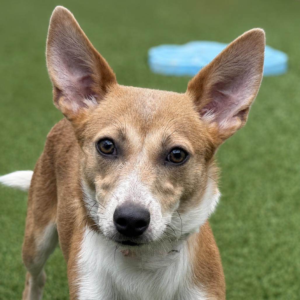 Enlarge Dolly, a Adoptable mixed breed in Geneva, IL image 4/5