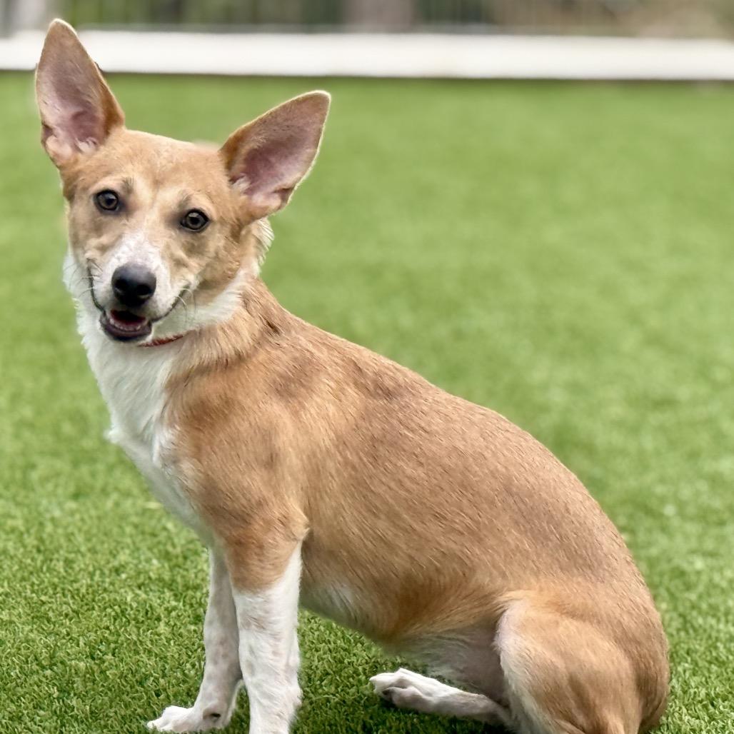 Enlarge Dolly, a Adoptable mixed breed in Geneva, IL image 3/5