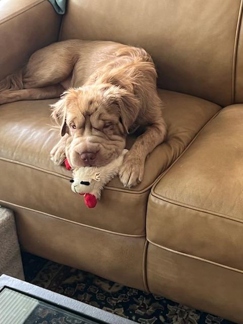 Penelope