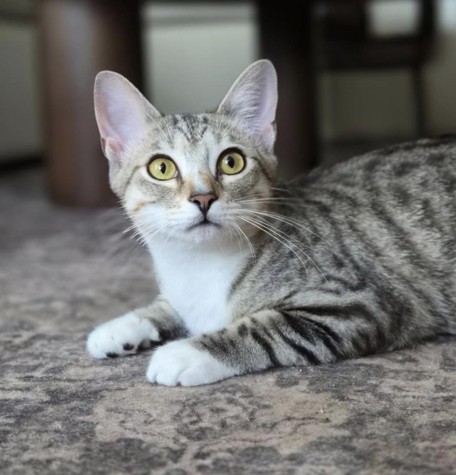 Blossom, a ADOPTABLE Domestic Short Hair in Cincinnati, OH image 3/5
