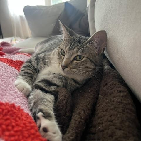 Blossom, a ADOPTABLE Domestic Short Hair in Cincinnati, OH image 5/5