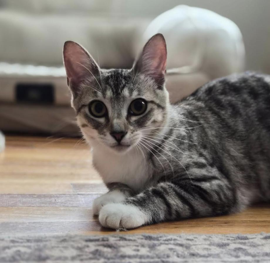 Blossom, ADOPTABLE, Young Female Domestic Short Hair.