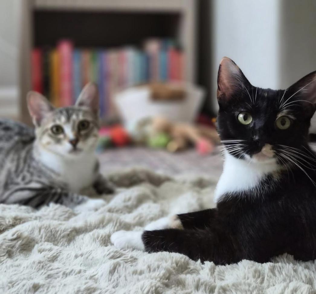 Blossom, a ADOPTABLE Domestic Short Hair in Cincinnati, OH image 4/5
