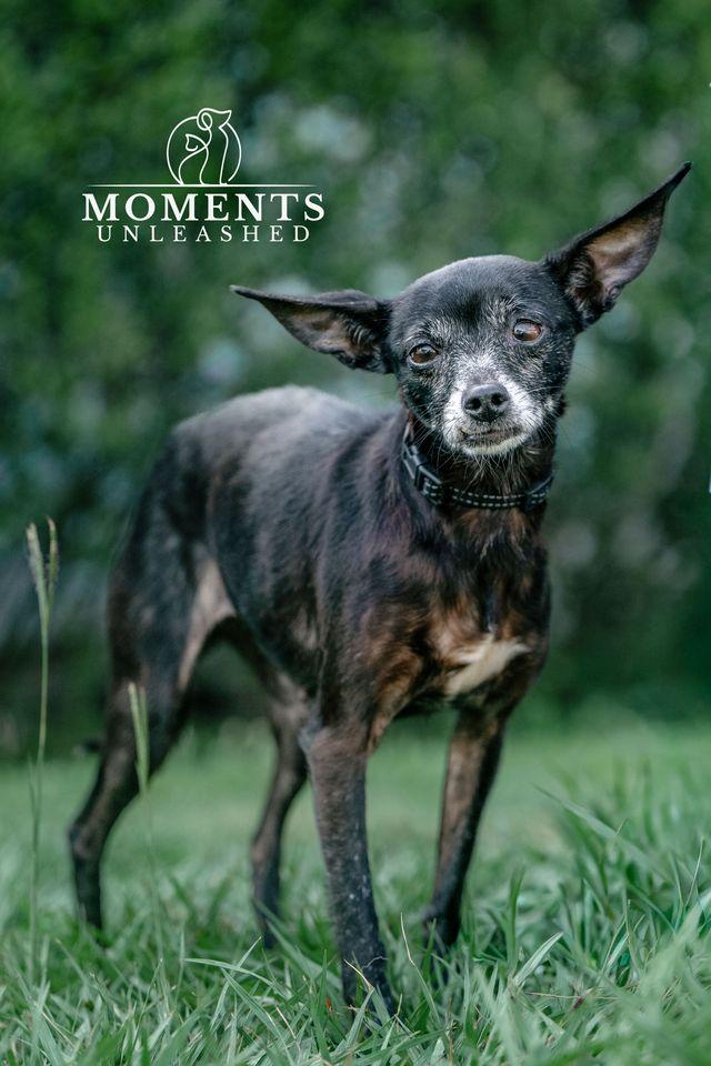 Roedora , Adoptable, Adult Female Chihuahua.