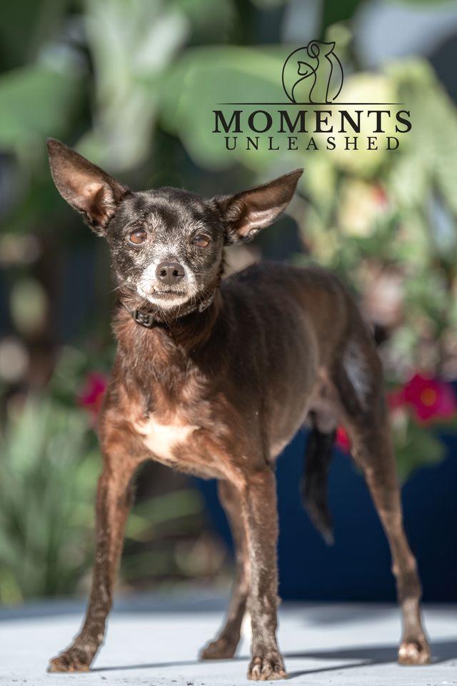 Roedora , a Adoptable mixed breed in Myakka City, FL image 3/4
