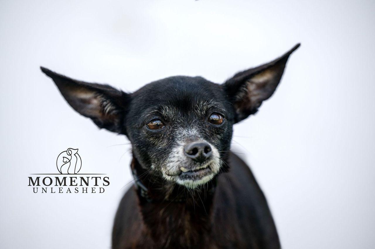 Roedora , a Adoptable mixed breed in Myakka City, FL image 4/4