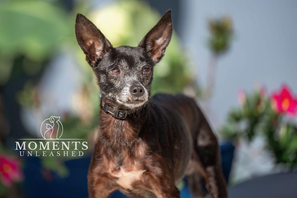 Roedora , a Adoptable mixed breed in Myakka City, FL image 2/4