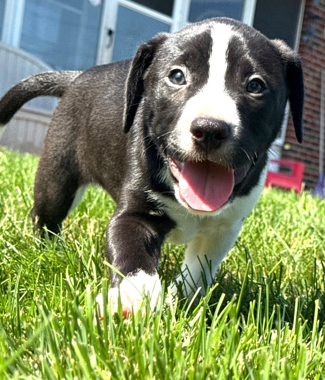 Enlarge Panda Pie, a Adopted mixed breed in Hilton, NY image 1/3