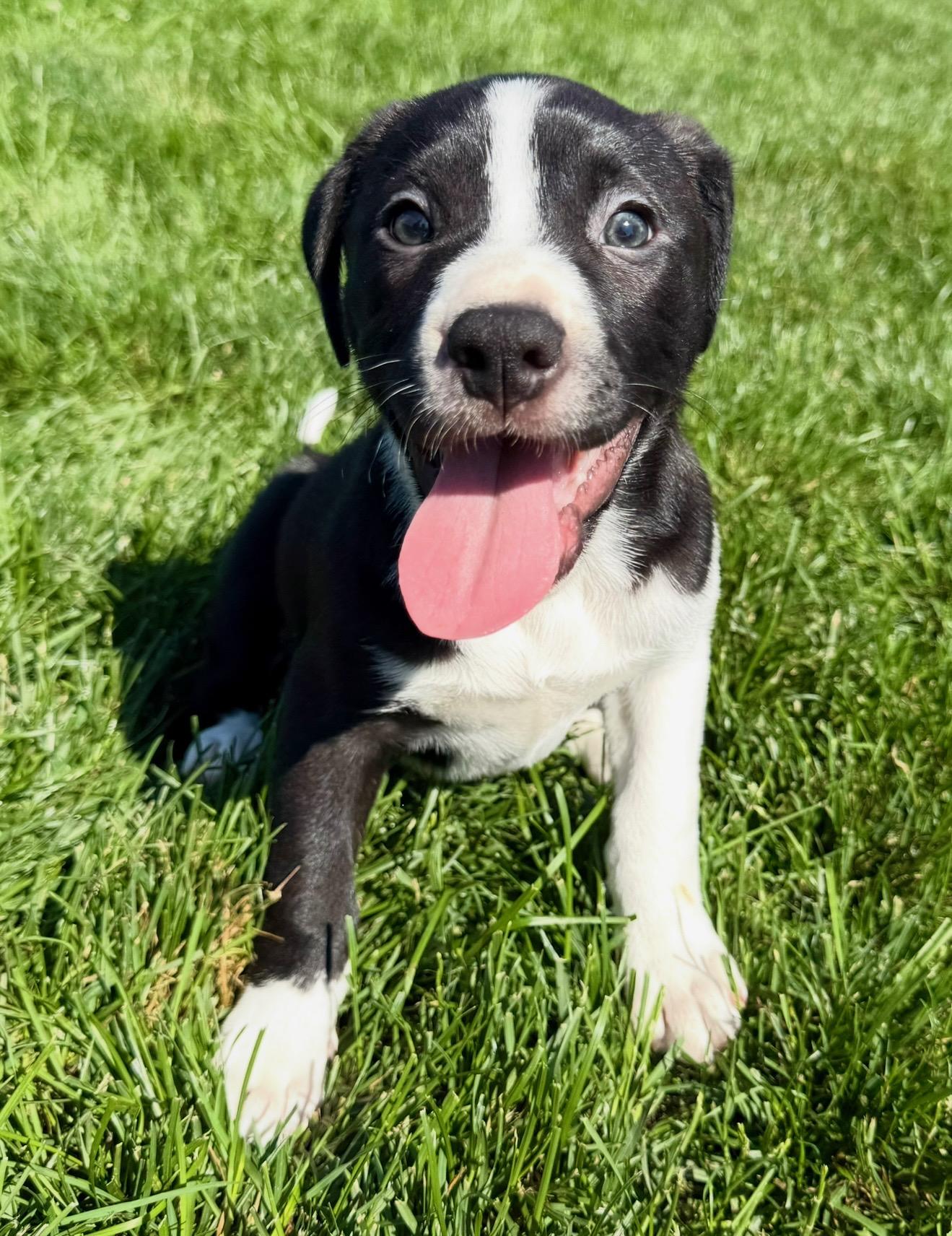 Enlarge Panda Pie, a Adopted mixed breed in Hilton, NY image 2/3