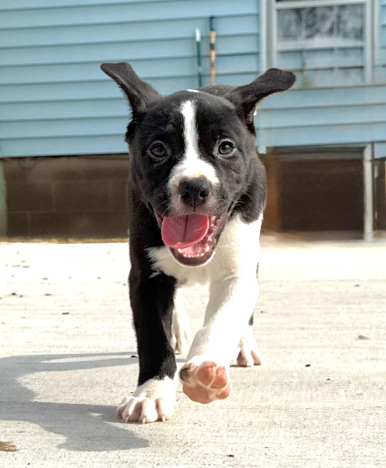 Enlarge Panda Pie, a Adopted mixed breed in Hilton, NY image 3/3