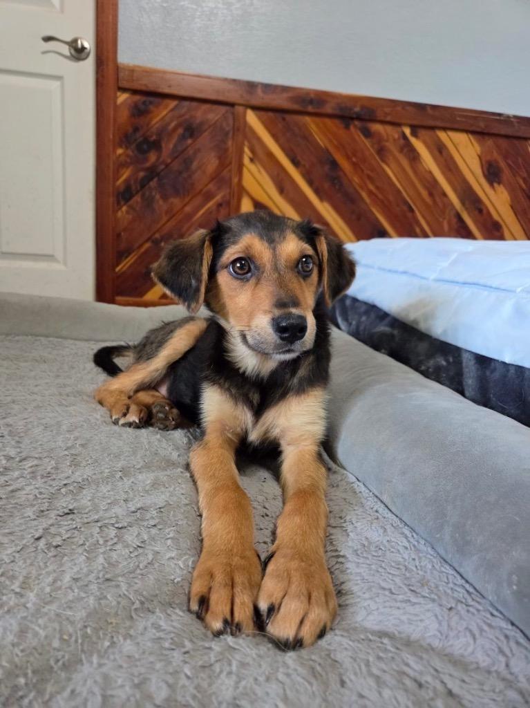 Iris, Adoptable, Young Female Mixed Breed.