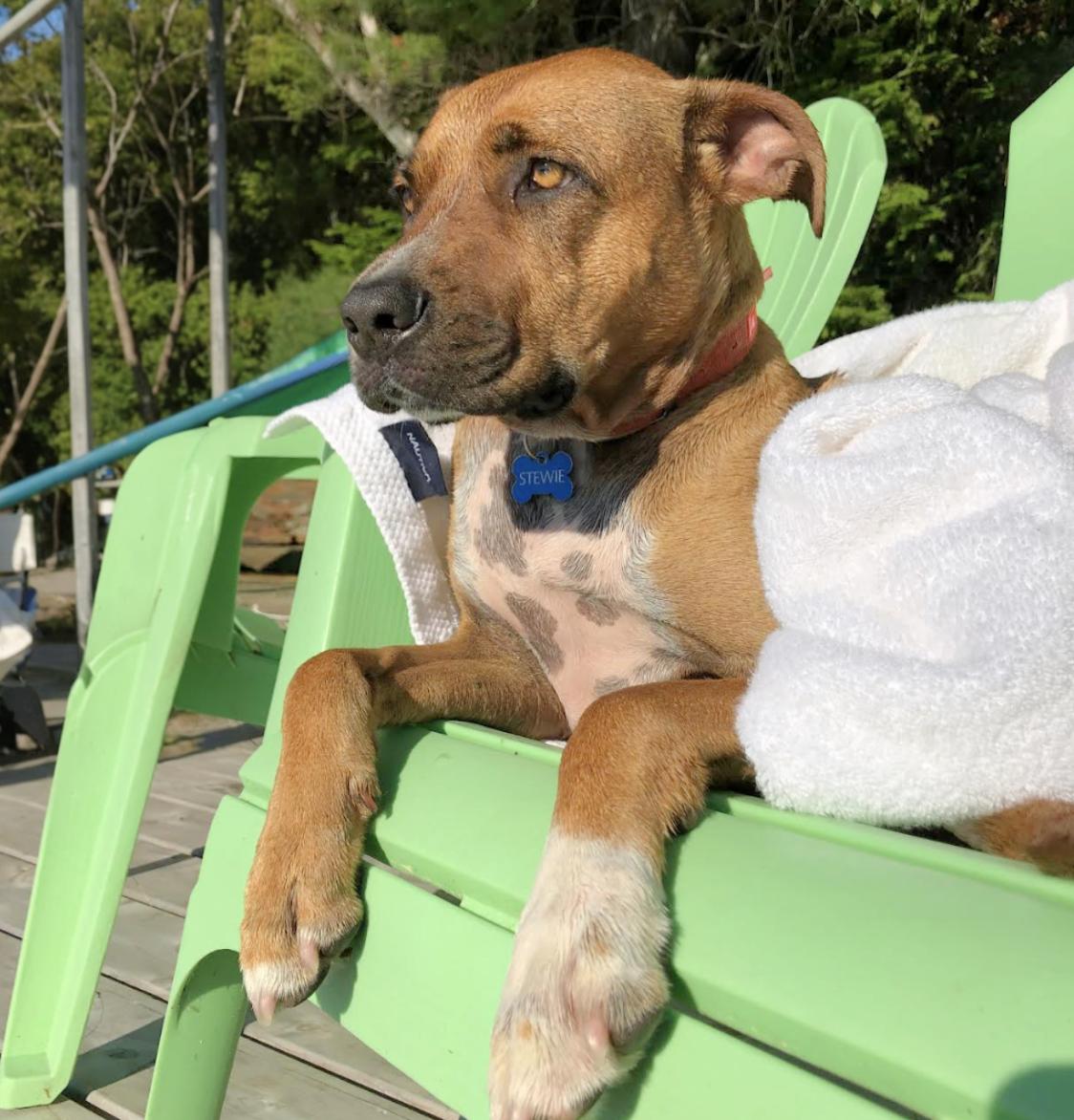 Stewie — thumbnail 6