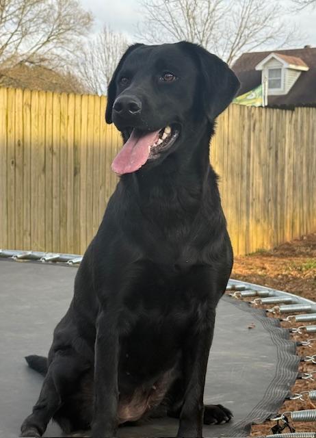 Enlarge Zoey , an adopted Black Labrador Retriever in Corsicana, TX image 1/1