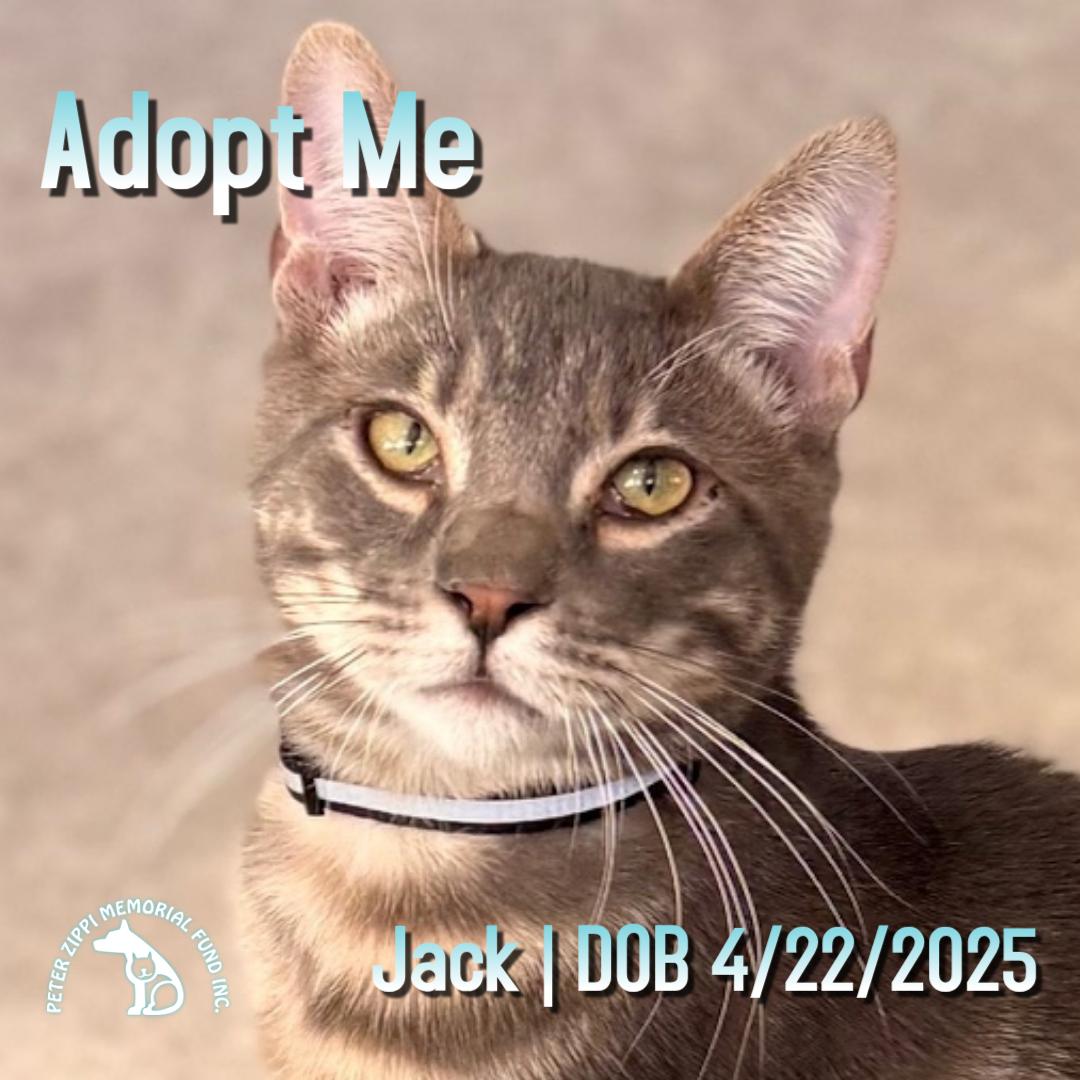 Enlarge Jack, a ADOPTABLE mixed breed in Hermosa Beach, CA image 1/5