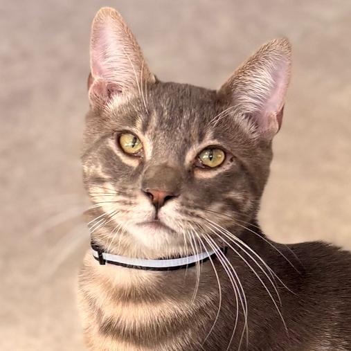 Enlarge Jack, an adopted mixed breed in Hermosa Beach, CA image 6/6