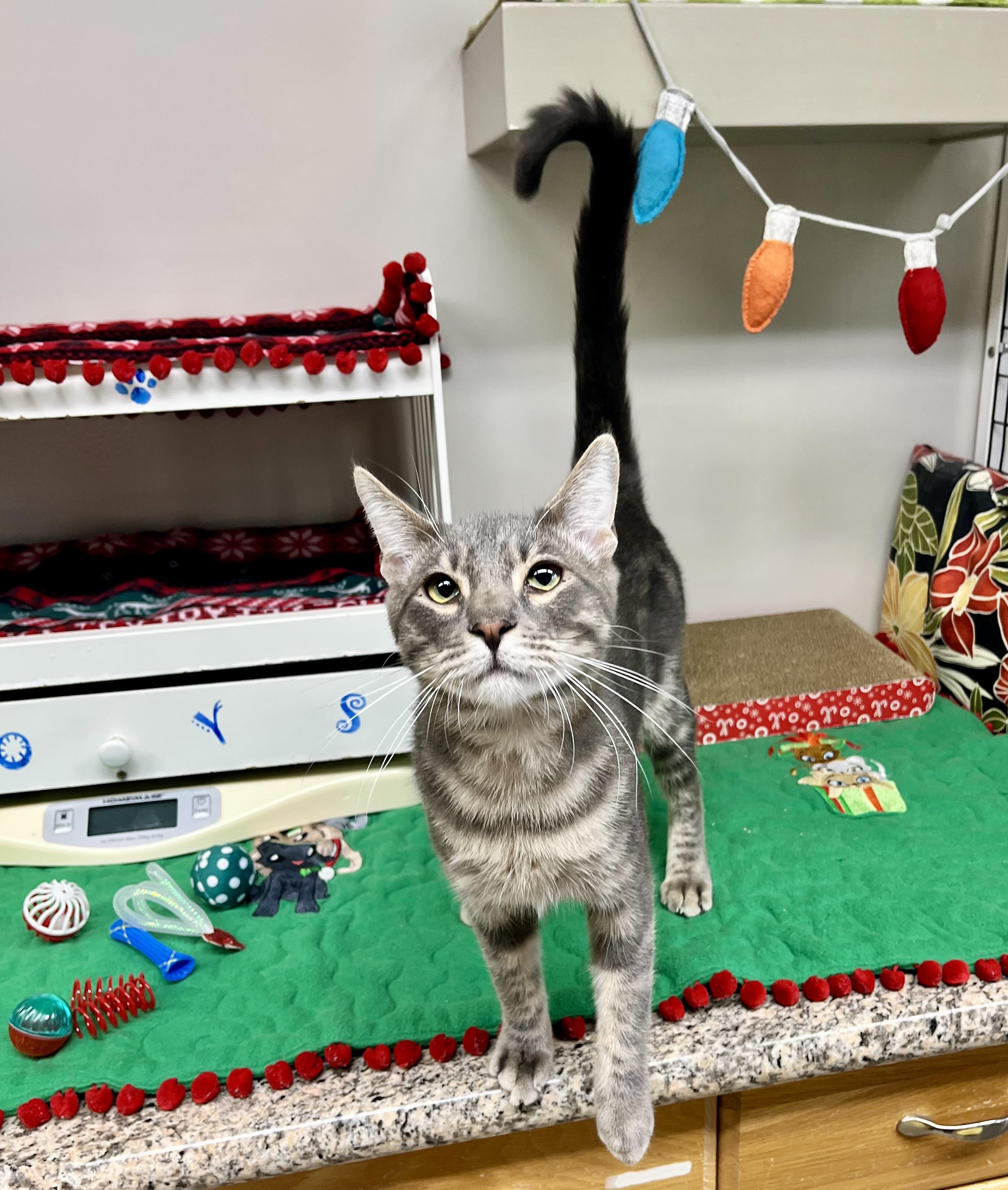 Enlarge Jack, an adopted mixed breed in Hermosa Beach, CA image 4/6