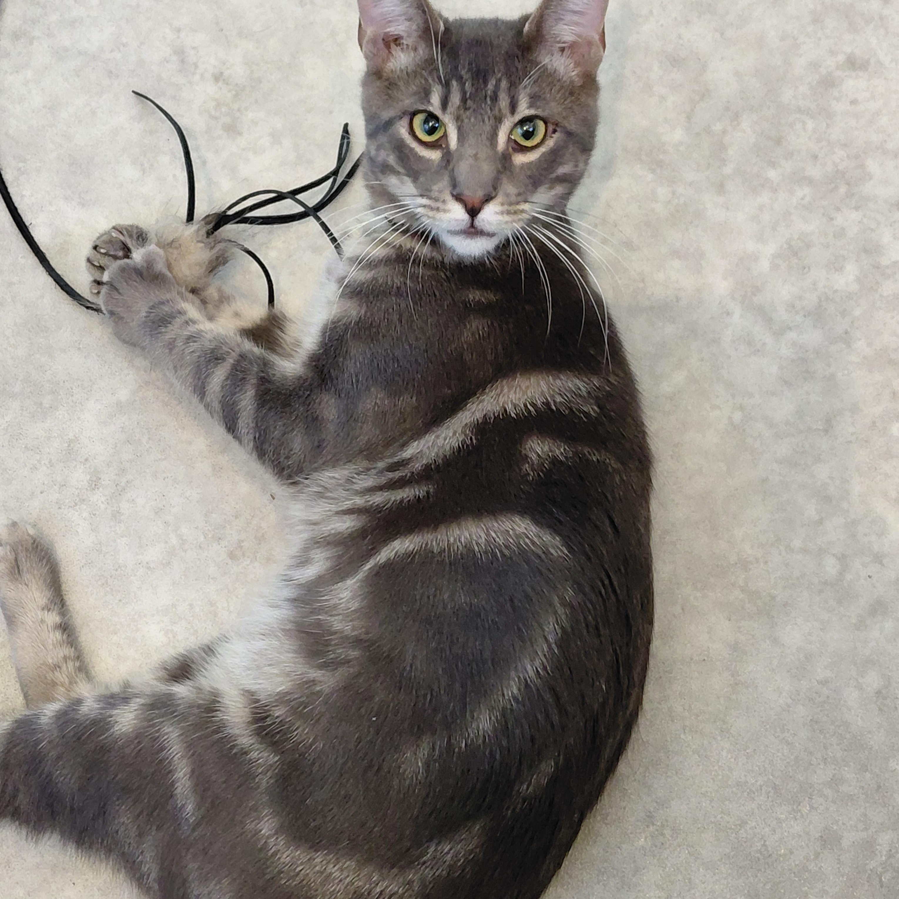 Enlarge Jack, an adopted mixed breed in Hermosa Beach, CA image 5/6