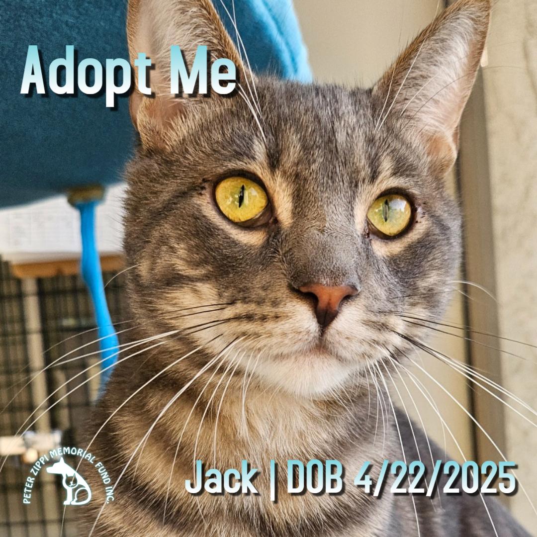 Enlarge Jack, an adopted mixed breed in Hermosa Beach, CA image 1/6