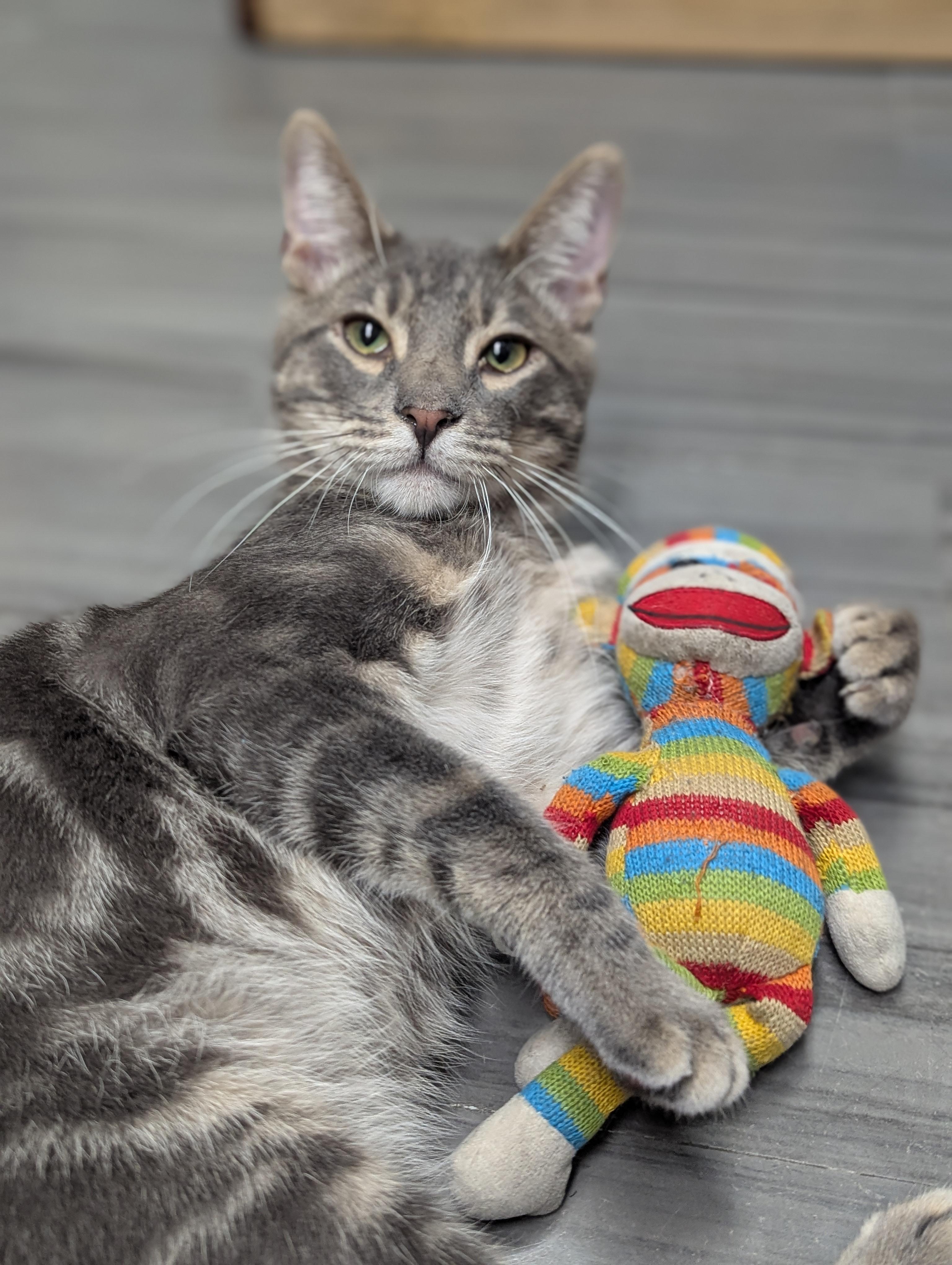 Enlarge Jack, an adopted mixed breed in Hermosa Beach, CA image 3/6