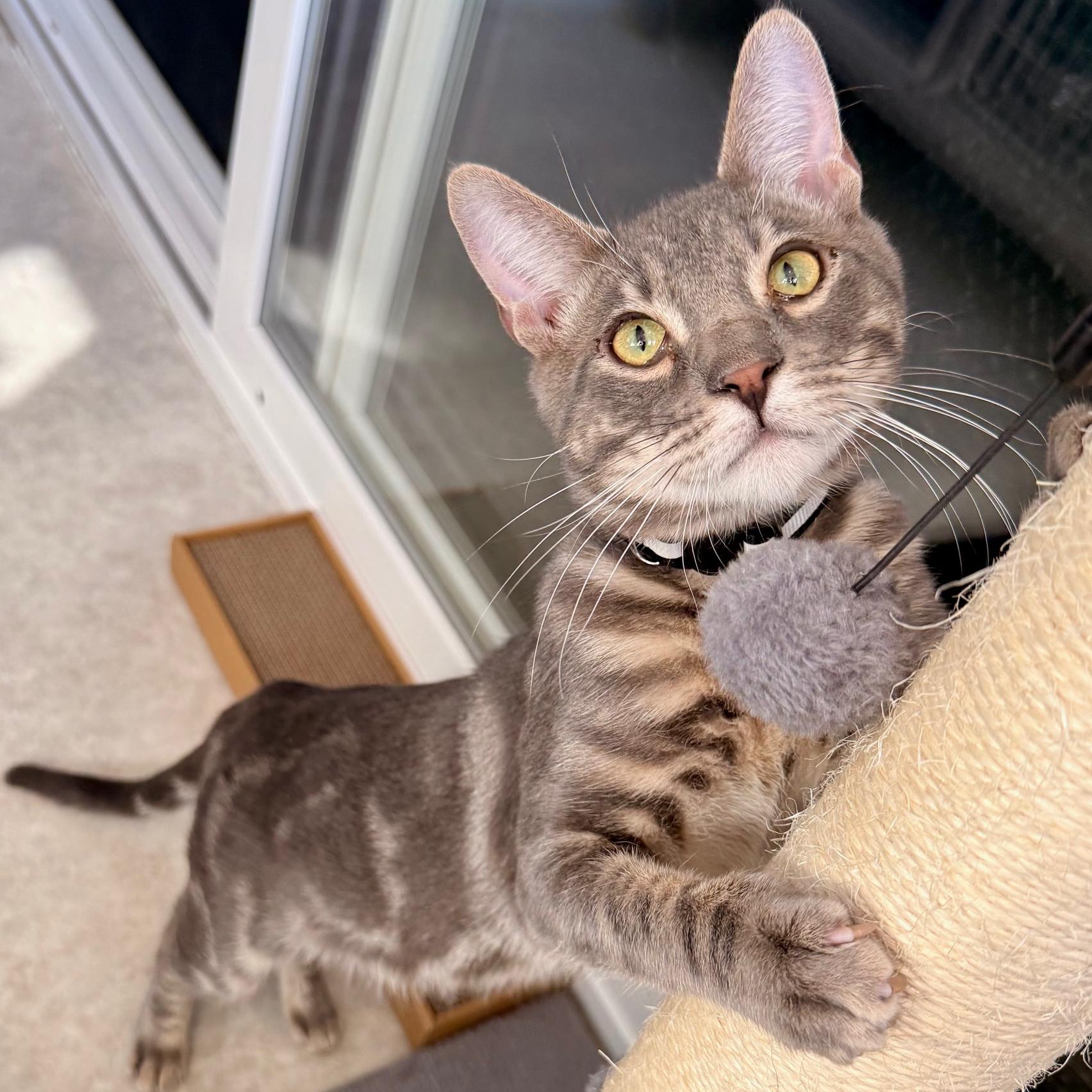 Enlarge Jack, a ADOPTABLE mixed breed in Hermosa Beach, CA image 2/5