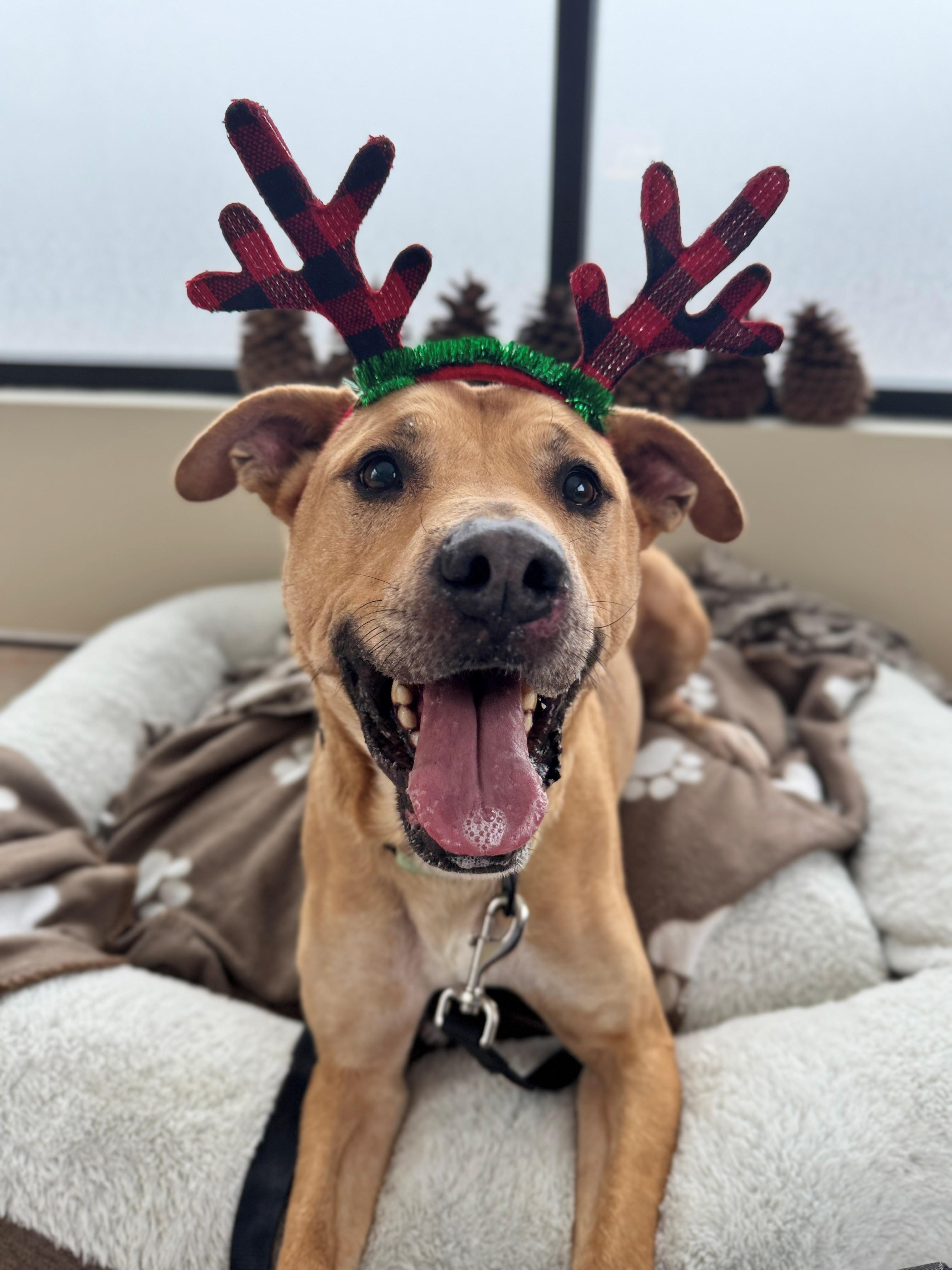 Enlarge Marley, a ADOPTABLE mixed breed in Hackensack, MN image 1/6