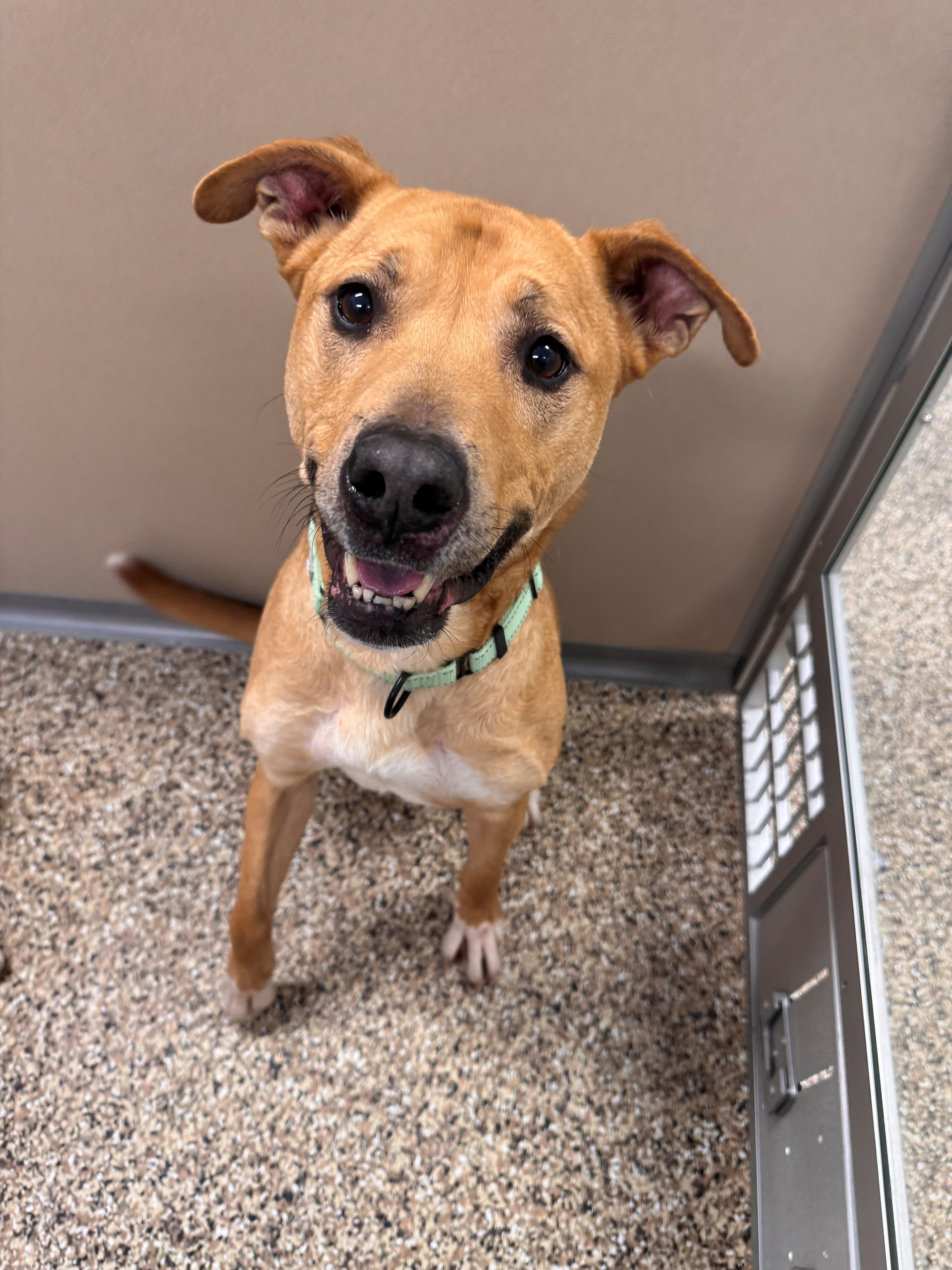 Enlarge Marley, a ADOPTABLE mixed breed in Hackensack, MN image 6/6